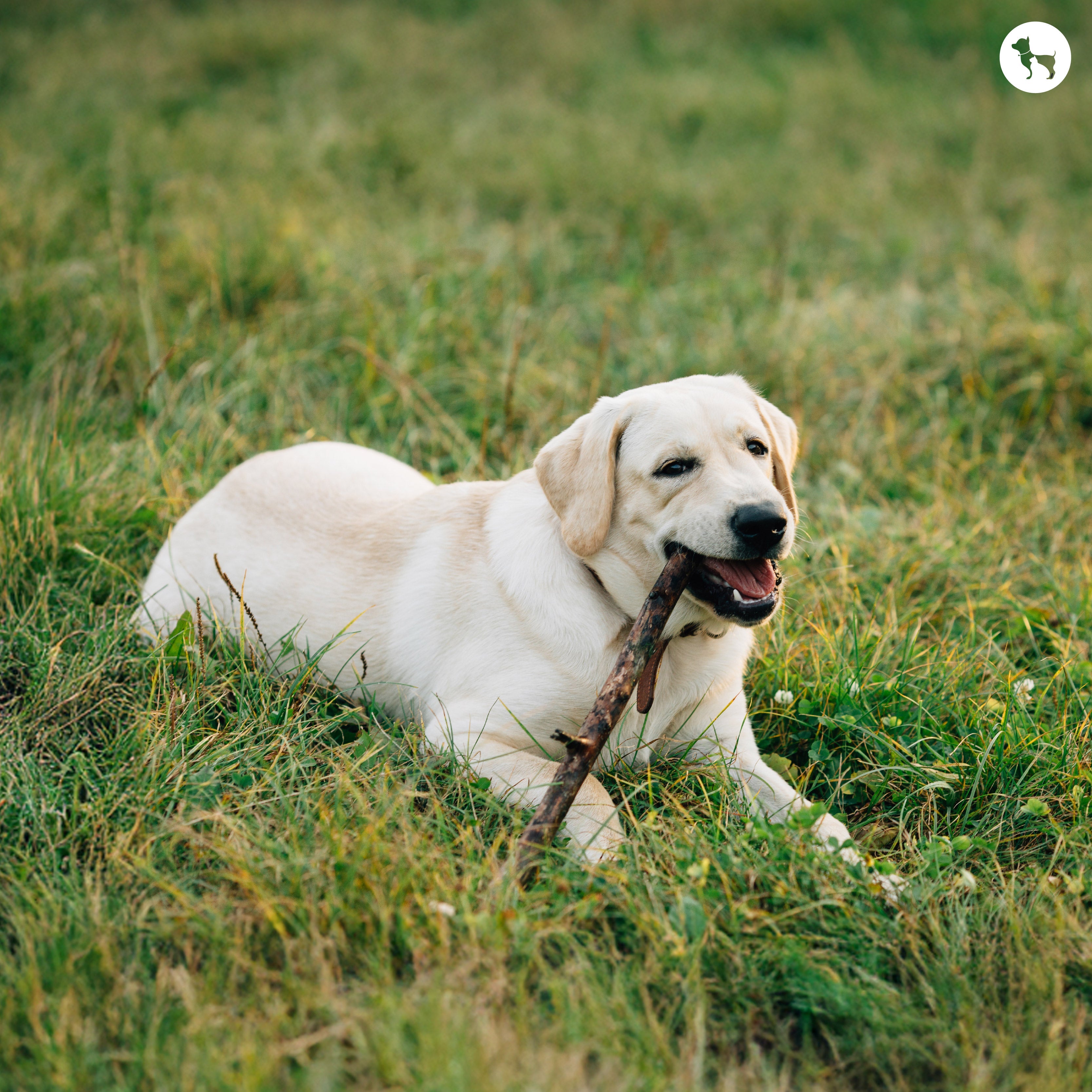 How to Calculate Our Dog’s Age in Human Years