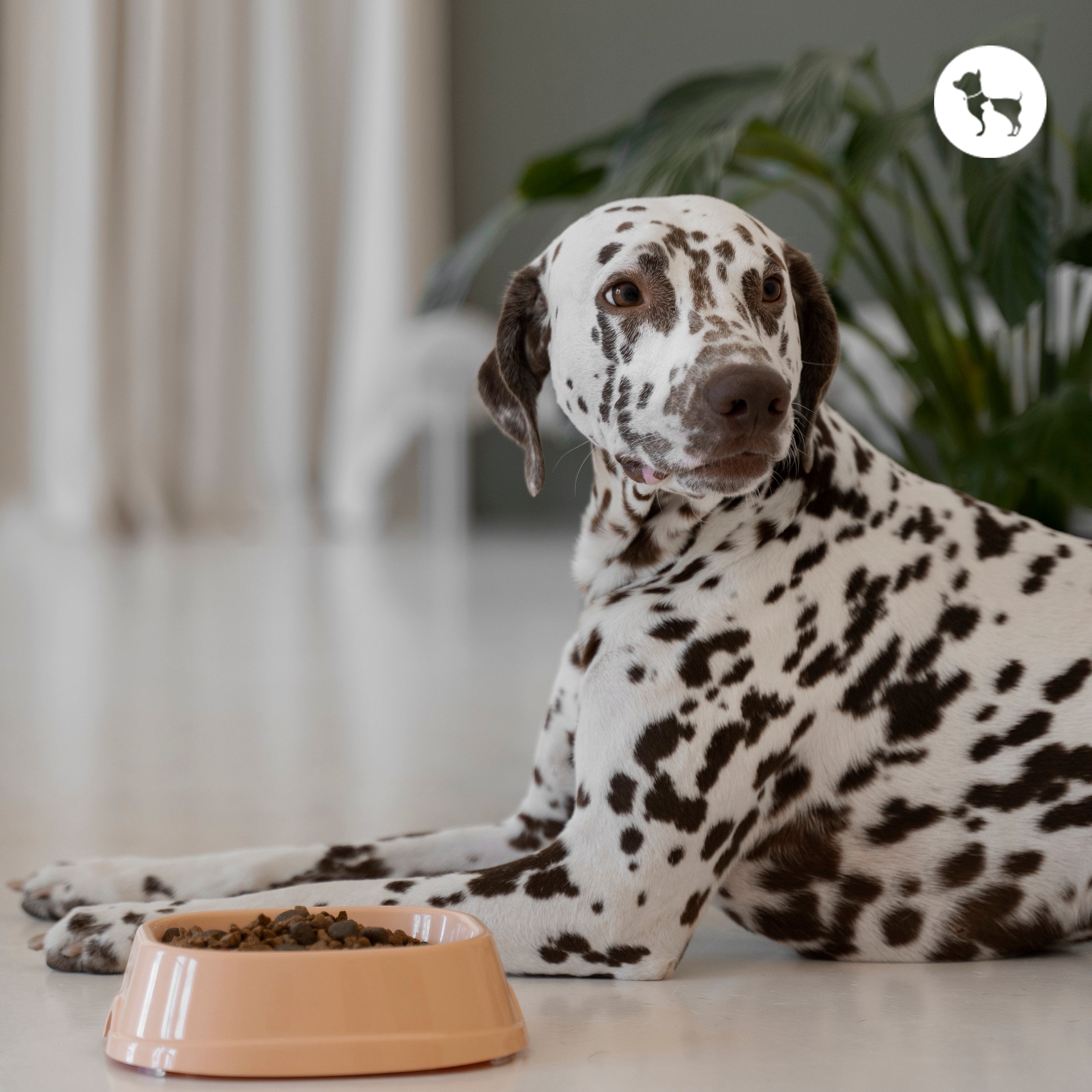 How to Know If Your Pet Needs a Custom Diet