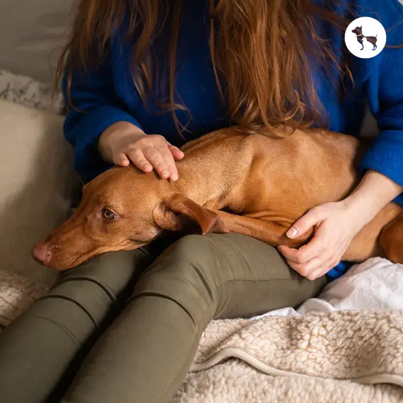 Understanding Kidney Disease in Dogs