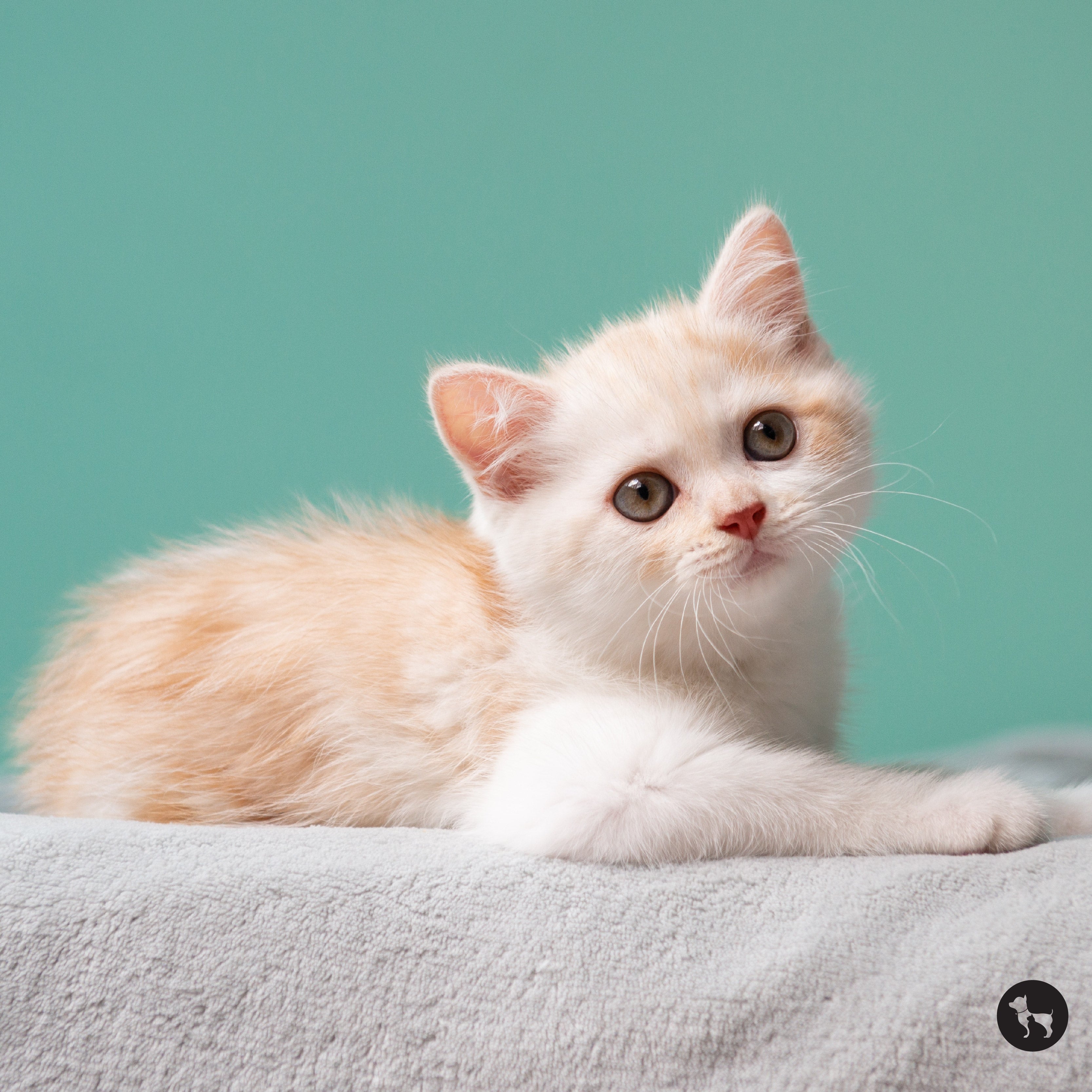Kitten Care 101: Feeding, Training & Vaccination Tips