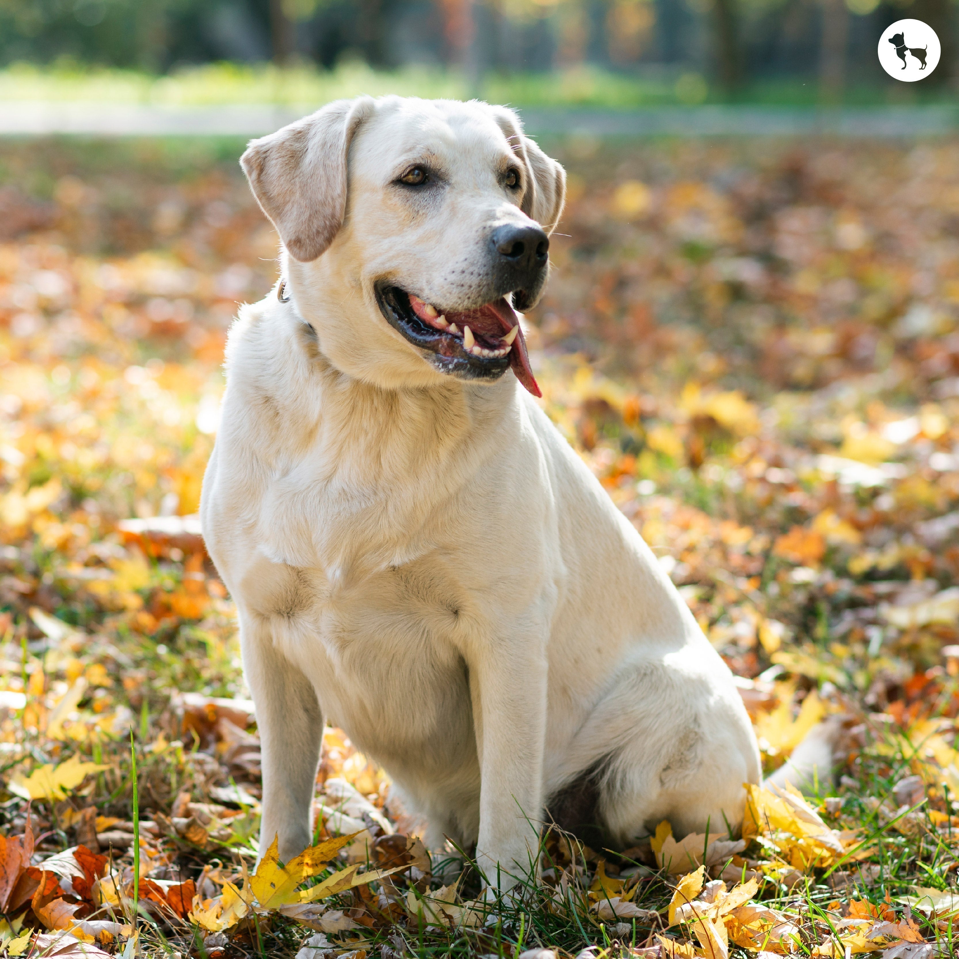 Labrador Retriever Dog Breed: Everything You Need to Know