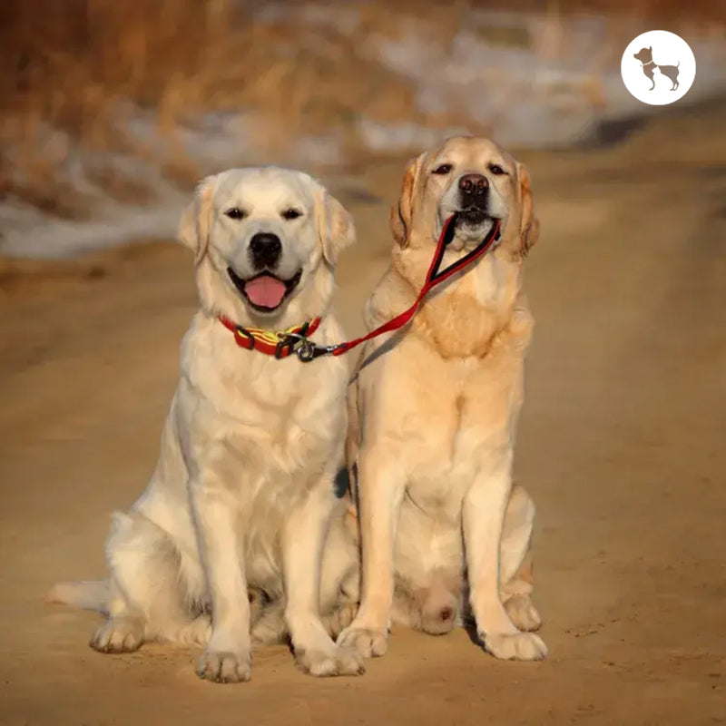 Labrador vs Golden Retriever
