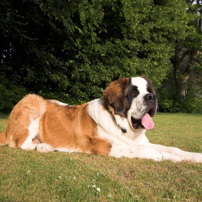 Large Dog Breeds in India: Big Hearts, Bigger Hugs