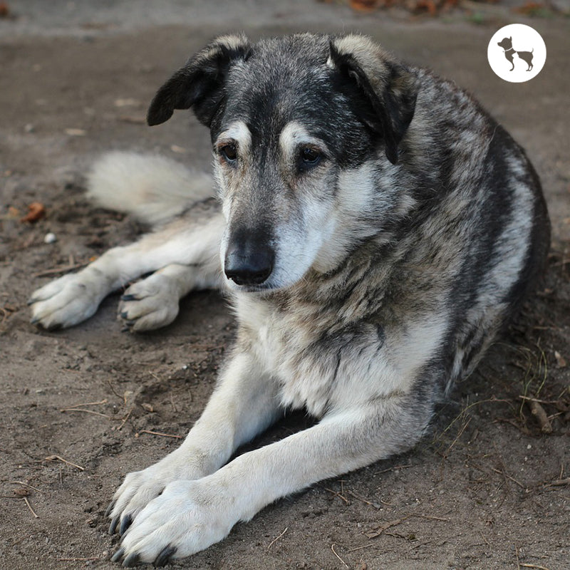 Longest Living Dog Breeds and What Helps Them Live Longer