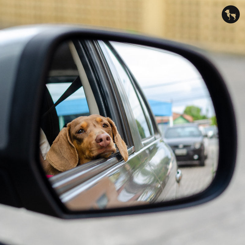 car related anxiety in dogs