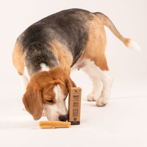 Beagle enjoying his Yakies chew