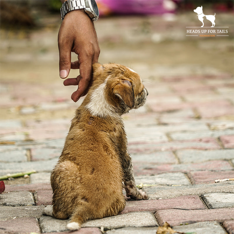 Parvo In Dogs: Everything You Need To Know