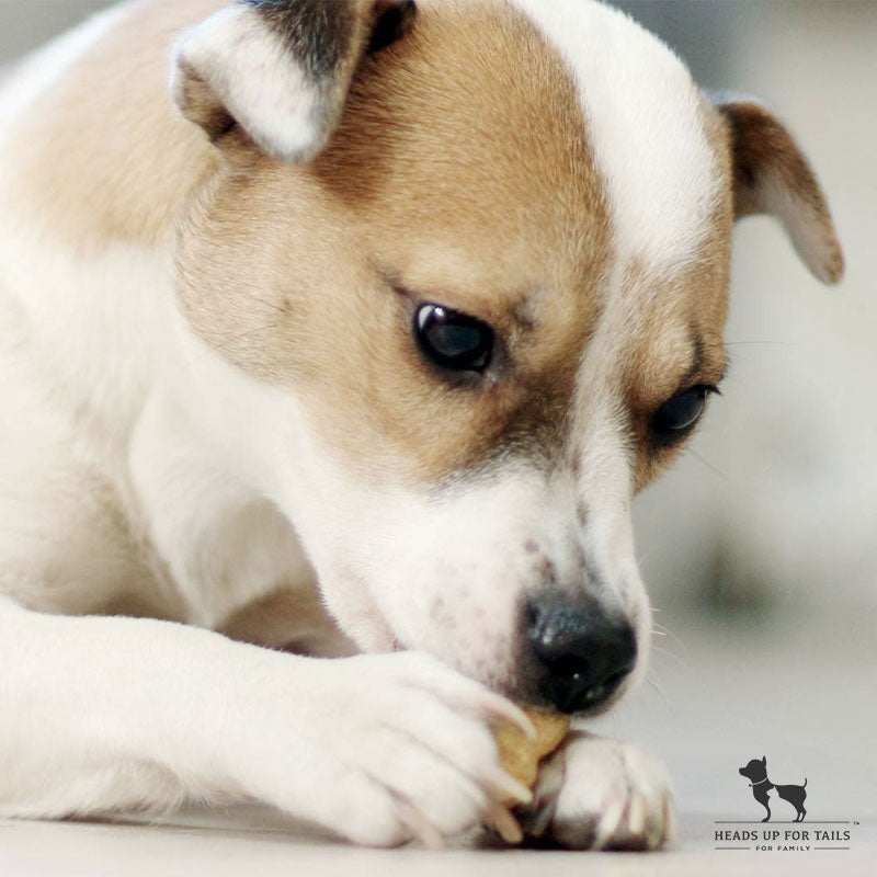 Can Dogs Eat Peanuts? Here’s Everything You Need To Know!