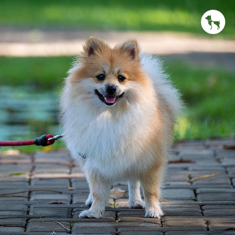 Pomeranian Dog Breed Guide: Temperament, Care & Training Tips