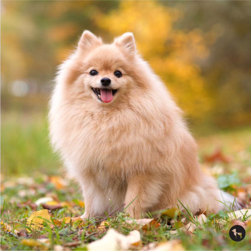 Pomeranian Dog Guide