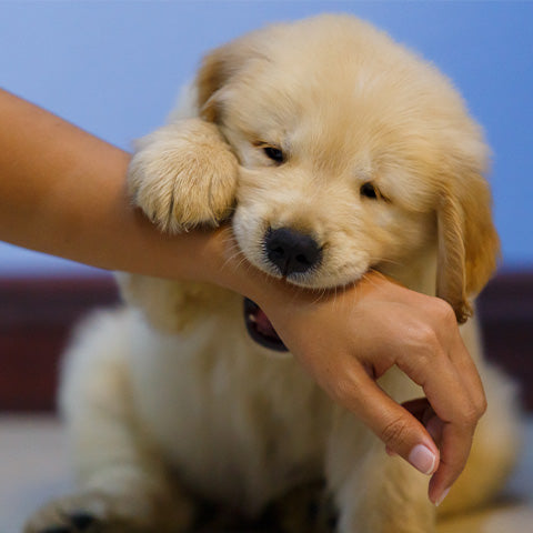 A small puppy biting on a hand