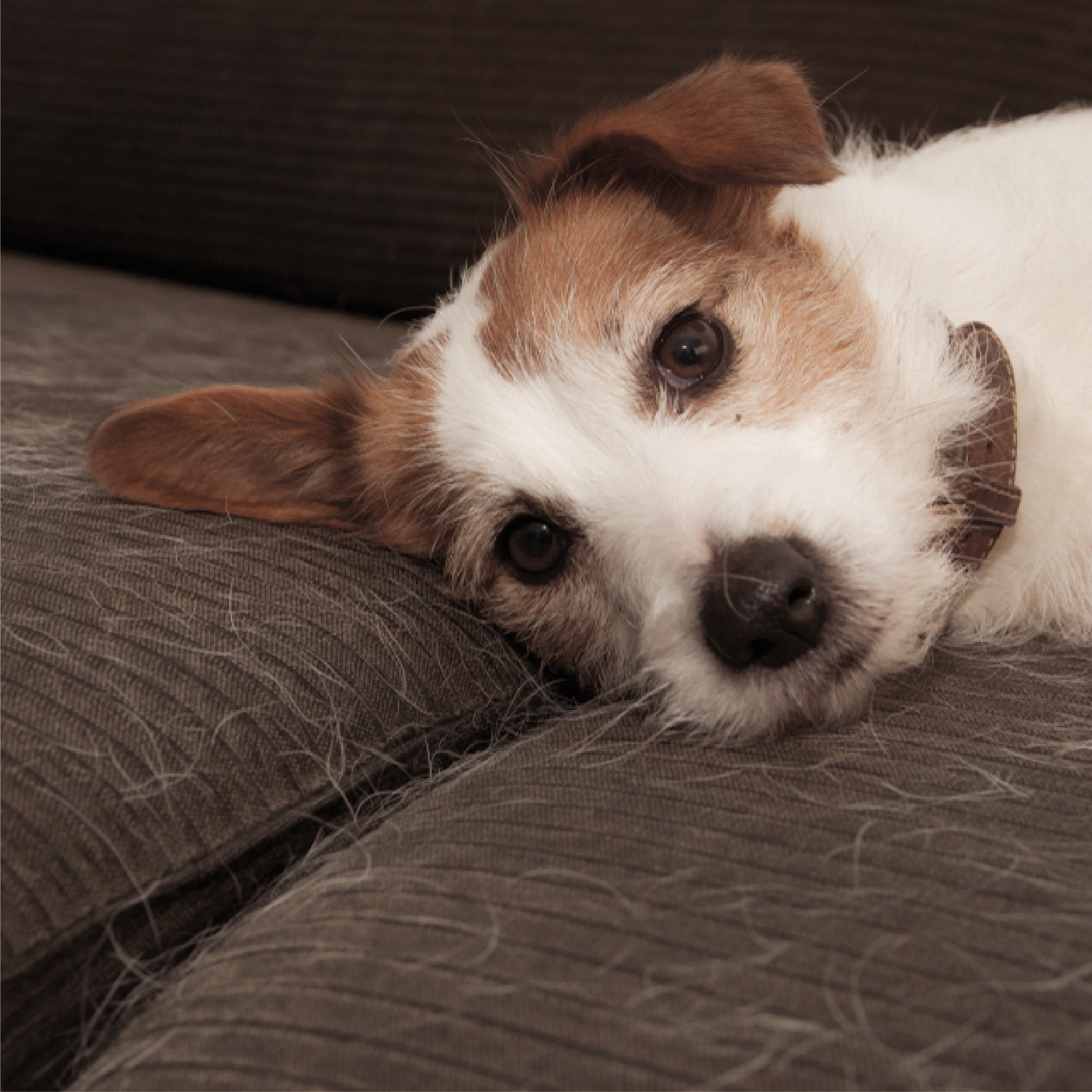 sleeping brown white puppy