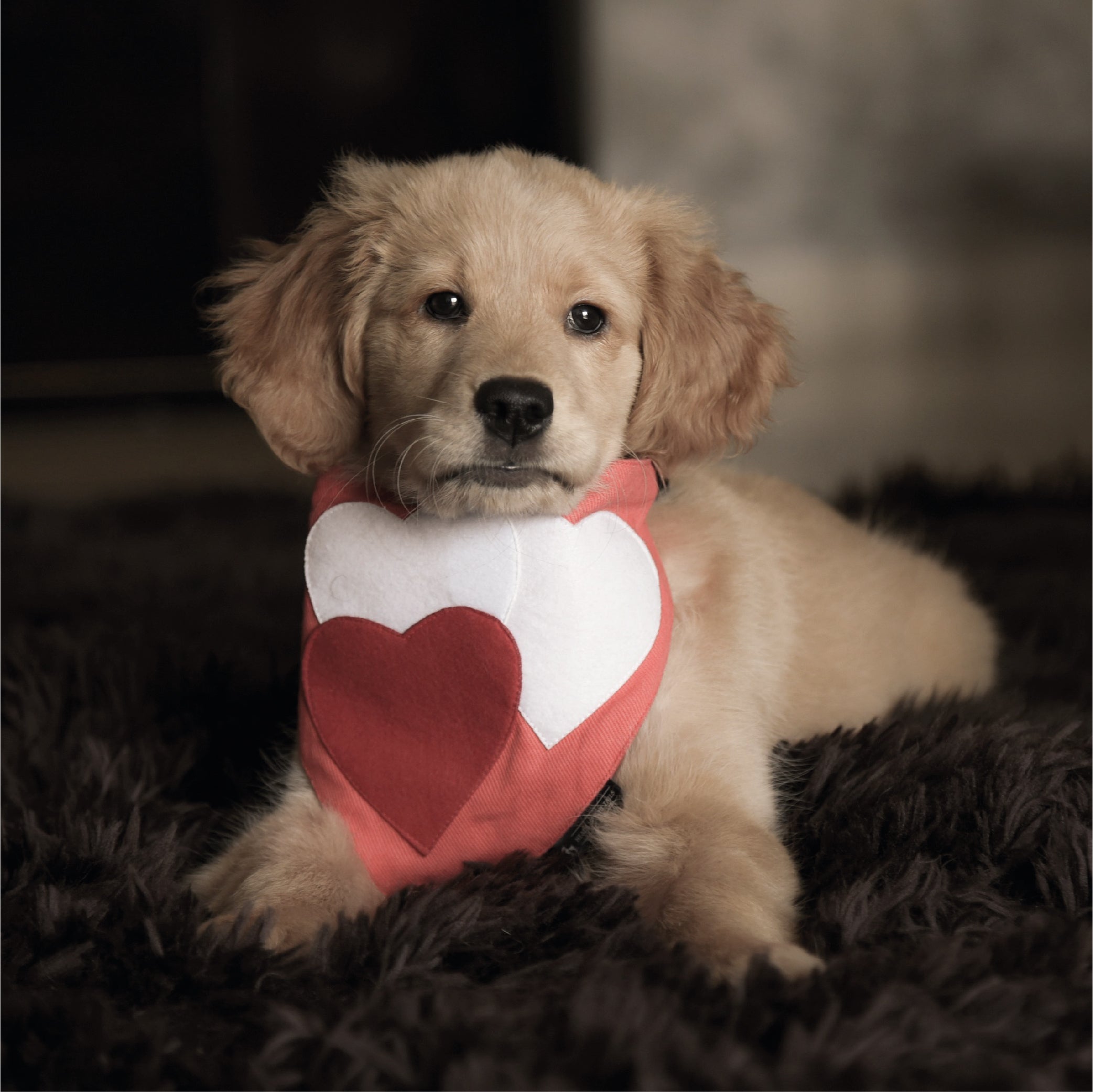 cute dog with heart shaped pillow