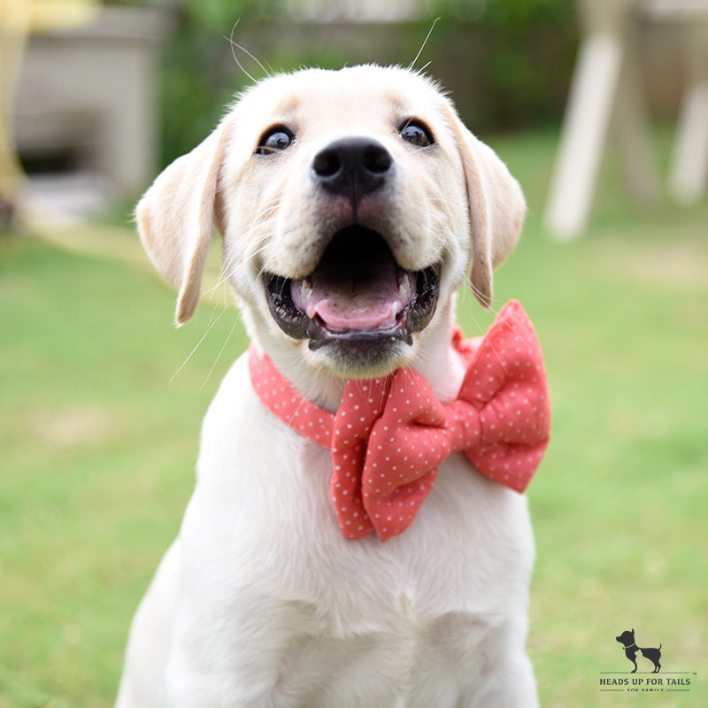 How To Toilet Train a Puppy: 7 Days & 7 Quick Tips!