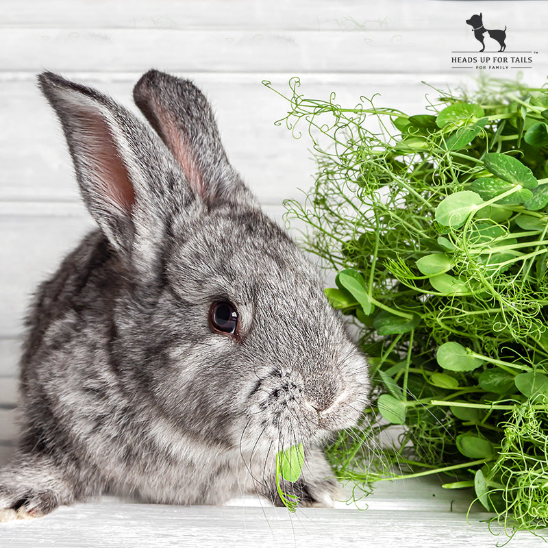 4 Things To Know Before Getting A Rabbit
