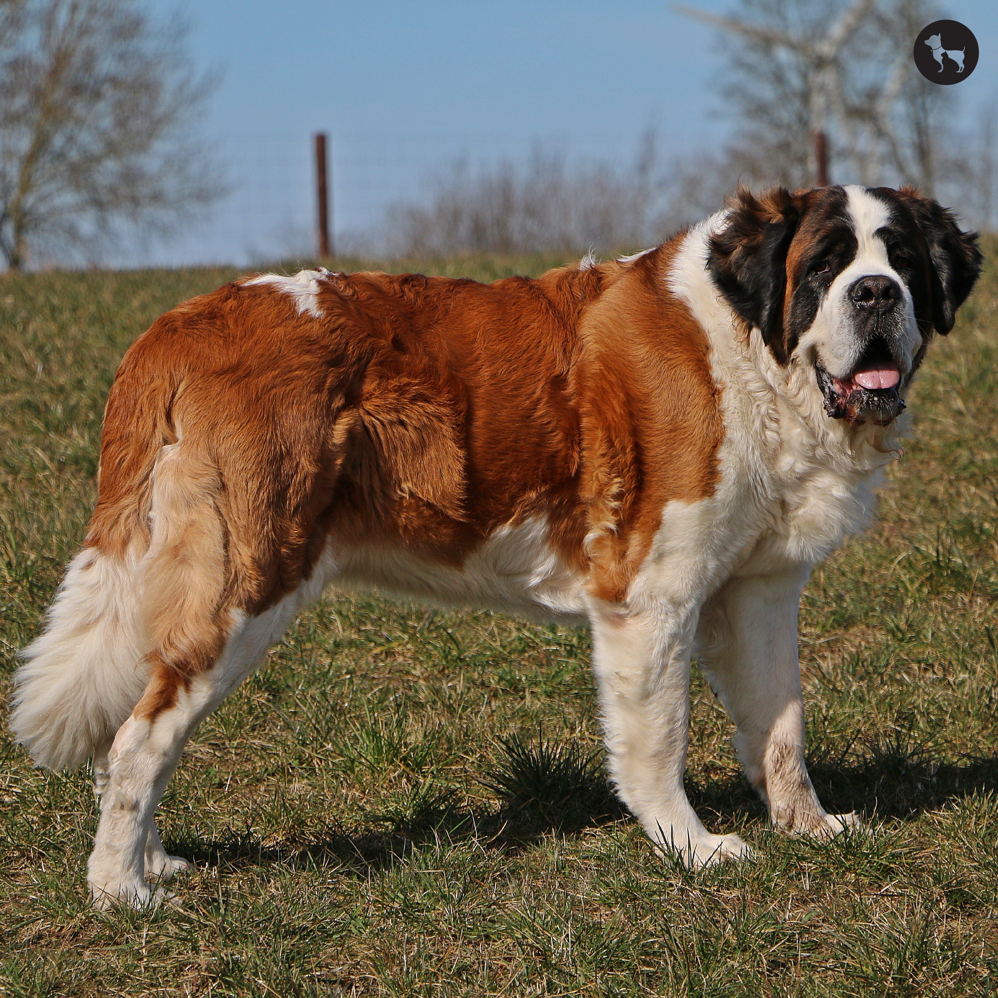 Saint Bernard Dog Breed: A Full Guide for Pet Parents