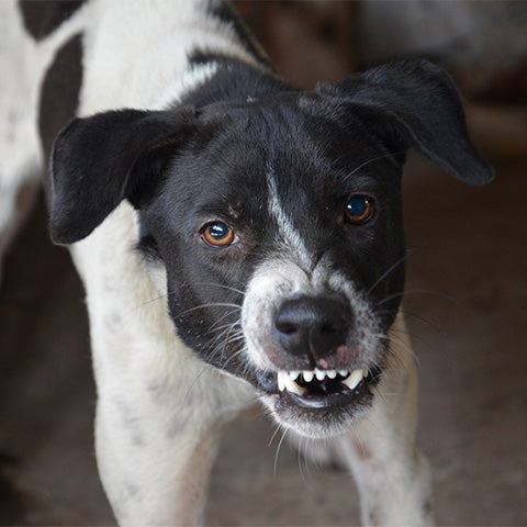 An Indie dog getting angry