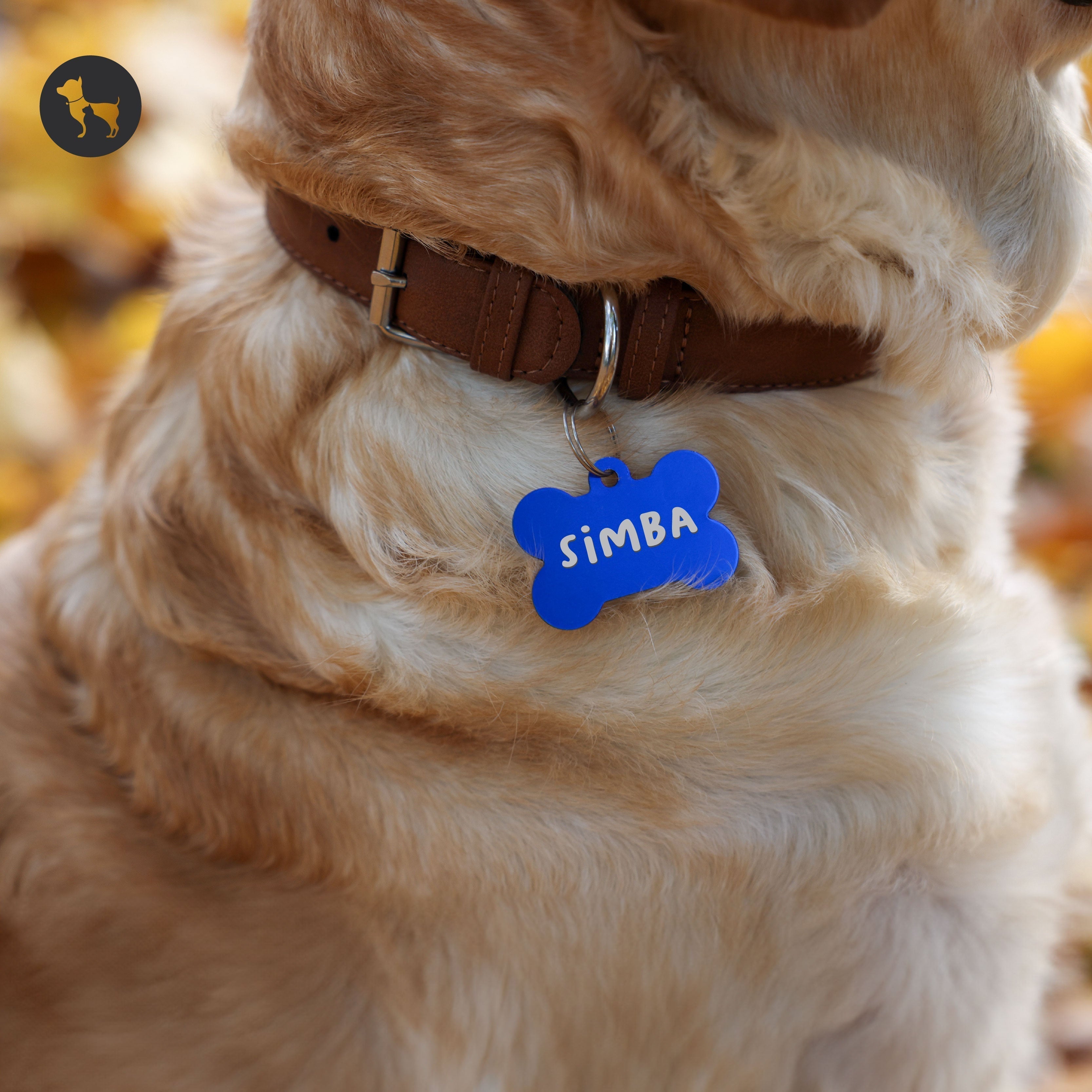 121+ Best Indian Dog Names for Your Beloved Pet