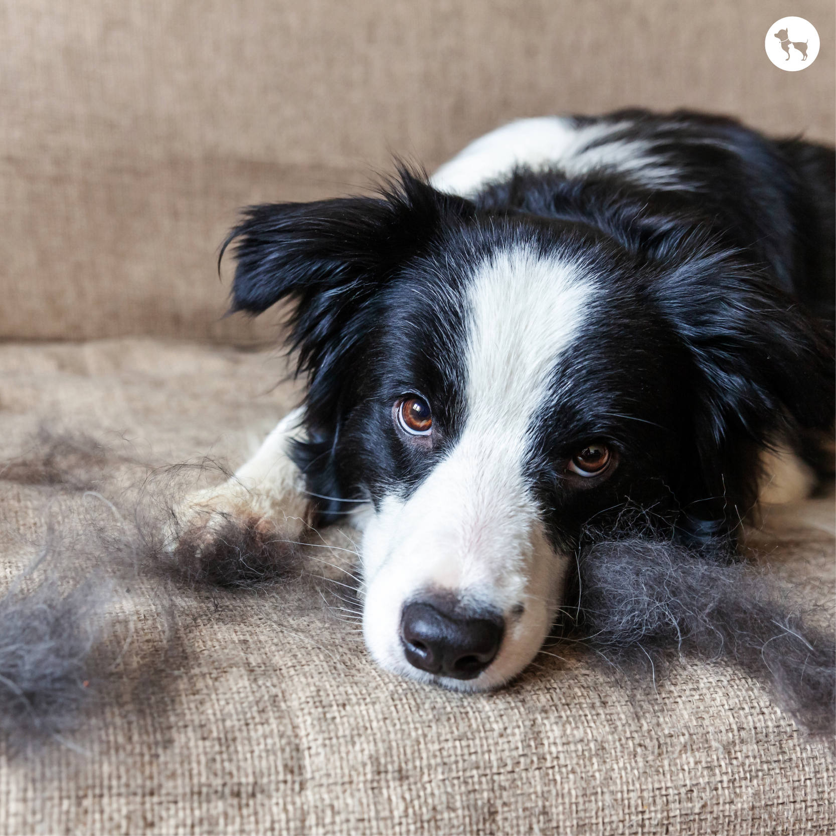 6 Ways To Control Dog Shedding