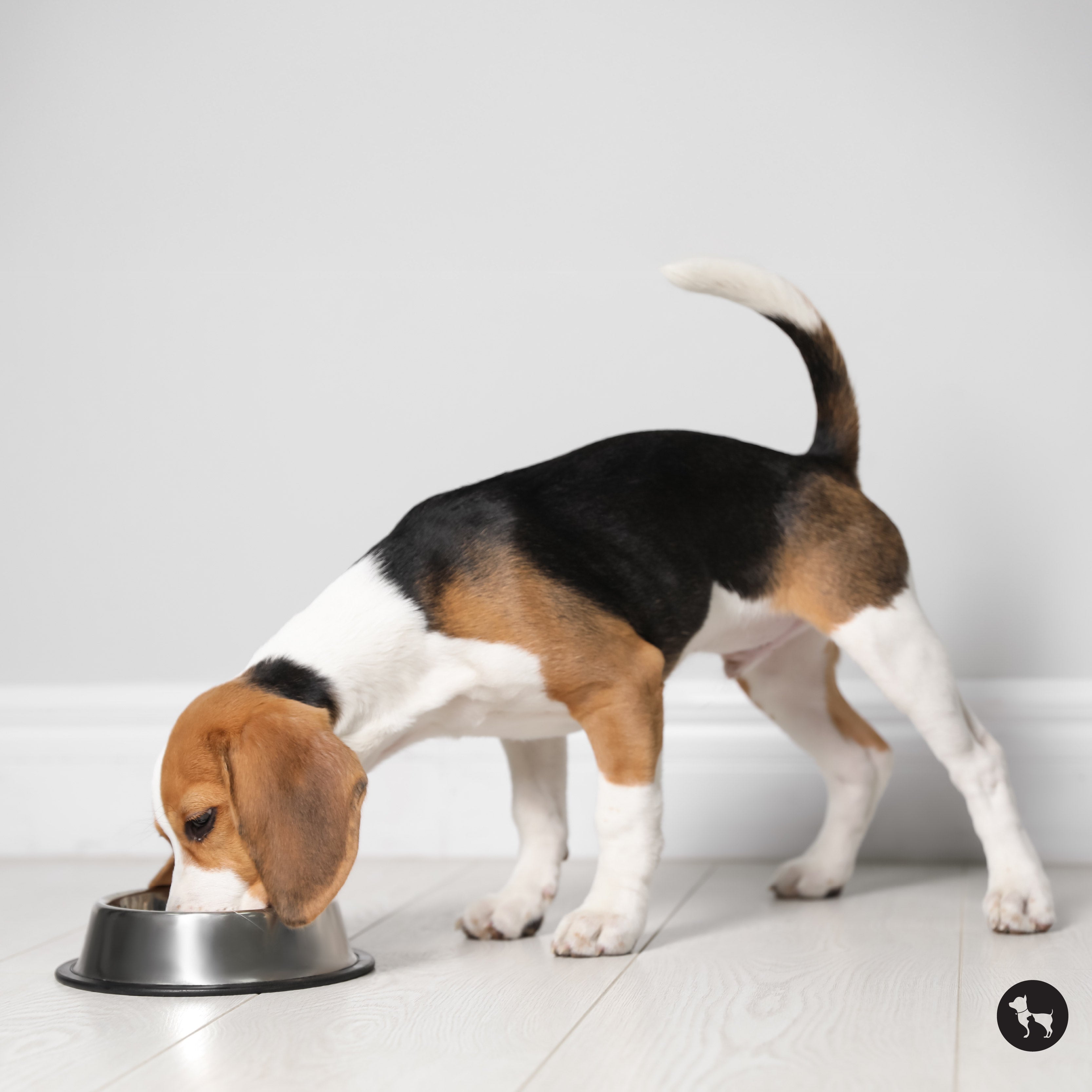 Should You Give Your Dog Gravy Food This Summer to Stay Hydrated?