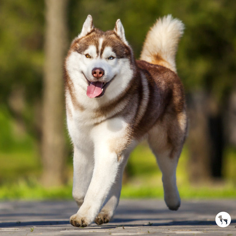 Siberian Husky in India: Temperament, Climate Suitability, Grooming & Diet