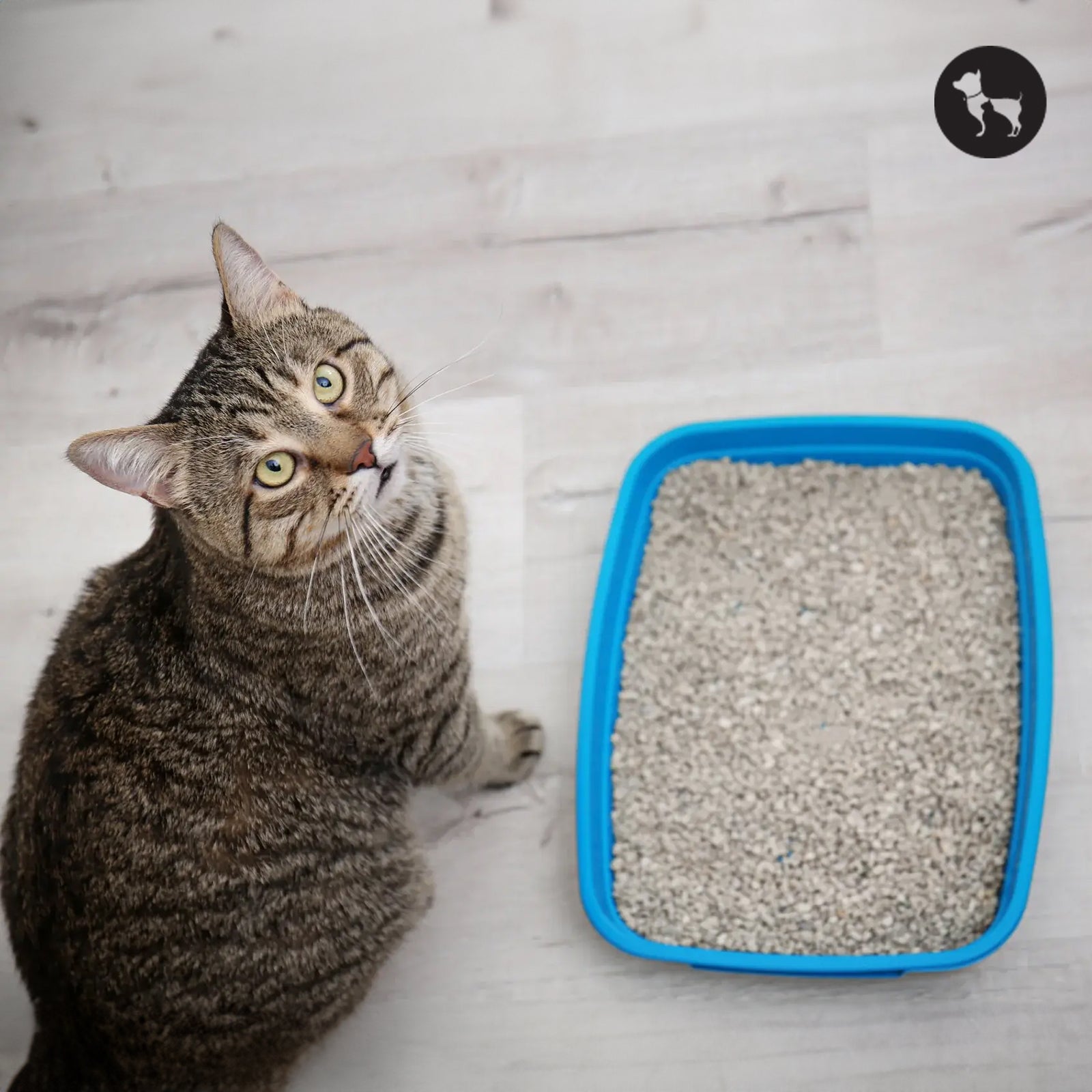 Best Space-Saving Cat Litter Boxes for Small Apartments