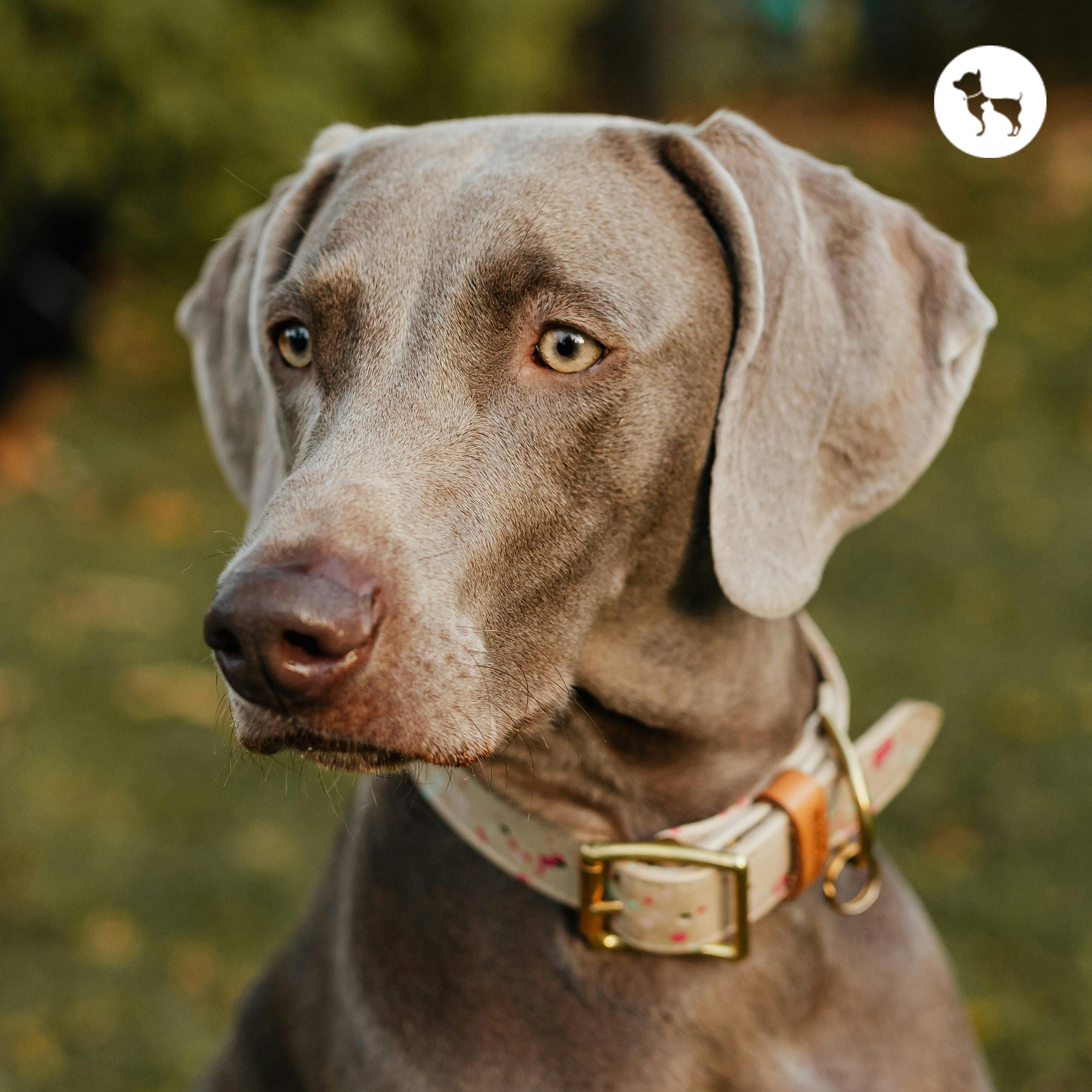 Spot-On vs Tick Collars vs Oral Tablets: Which Tick Treatment Is Best