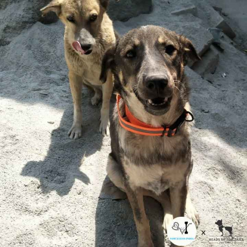 Stray dog in reflective collars