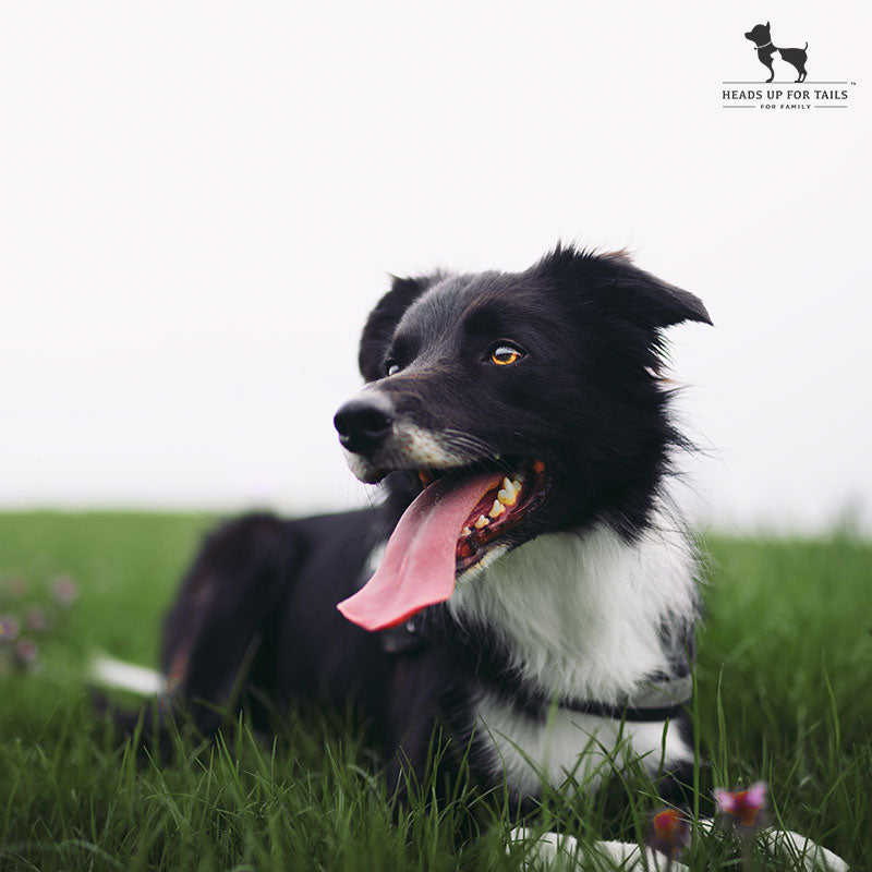 Fun Things To Do With Pets This Summer