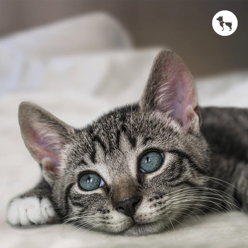 Tabby Cat: Breed Profile, History, Characteristics & Care Tips