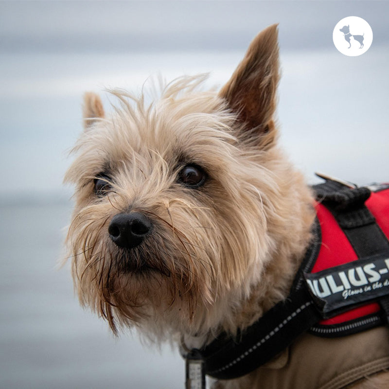 Terrier Dog Breeds Explained: Traits, Temperament & Care