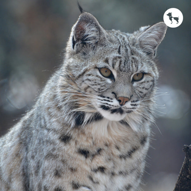 The_Cat_Family_Explained_x630.