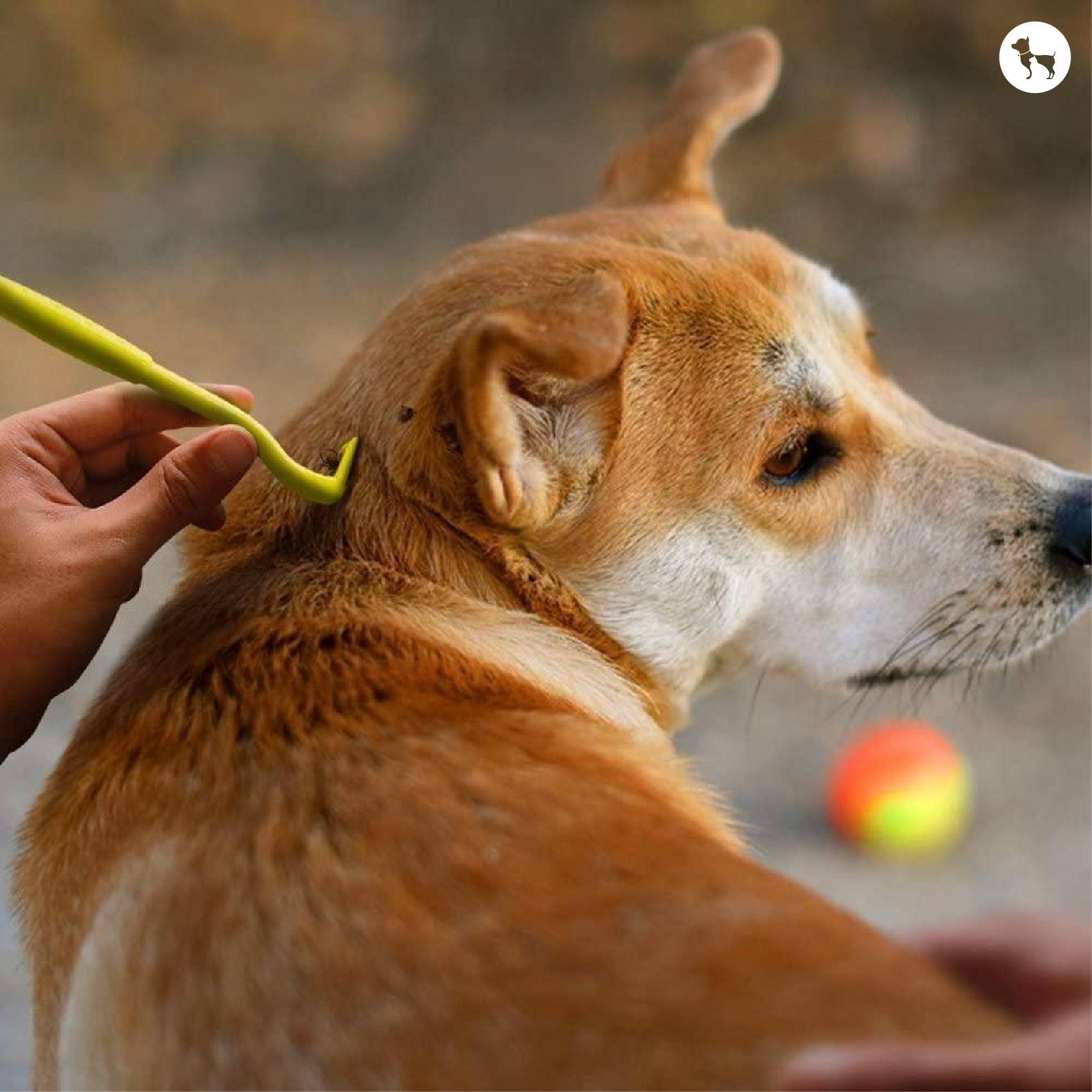 Best Tick Treatments for Dogs