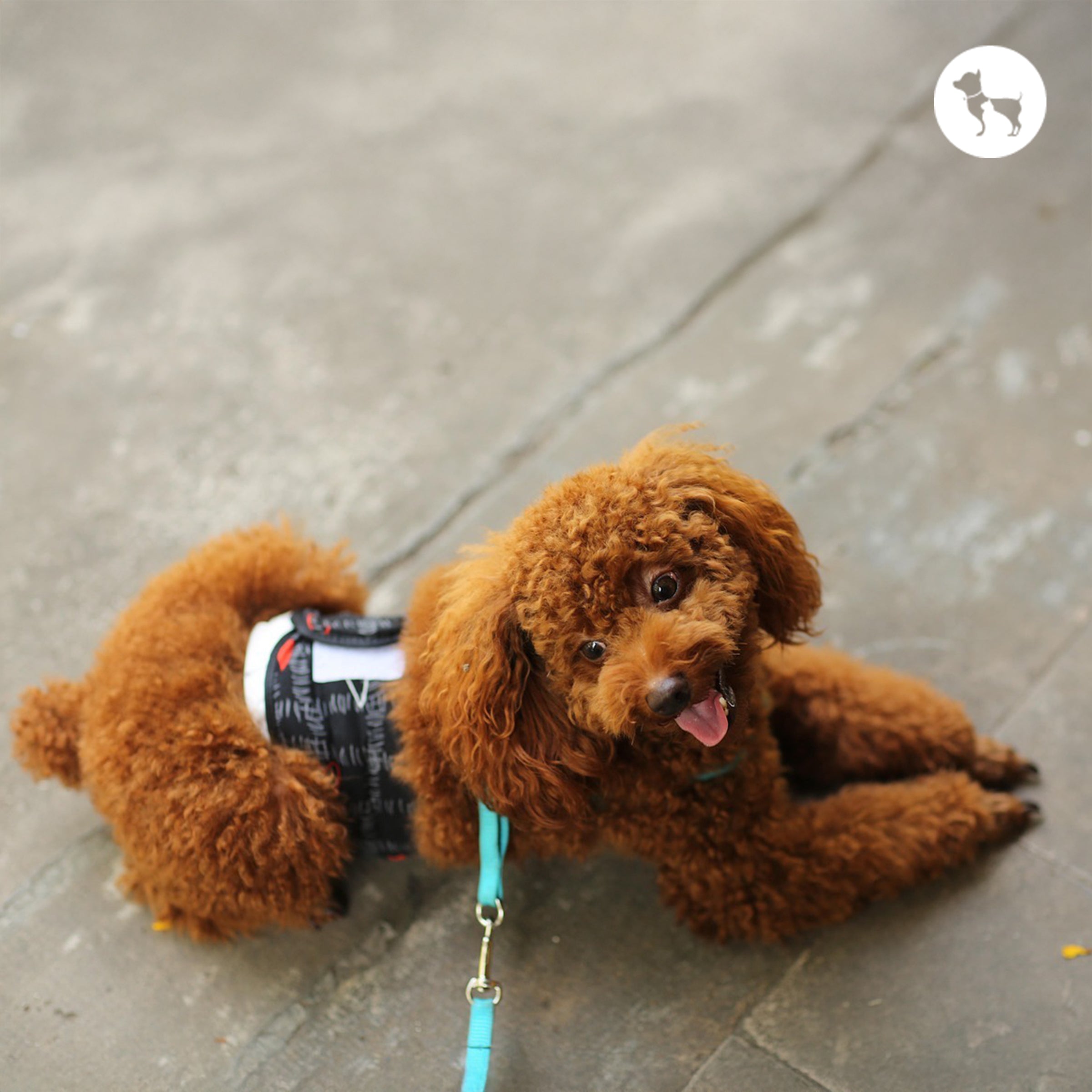 Toy Poodle Dog Breed Guide: Traits, Grooming & Care in India