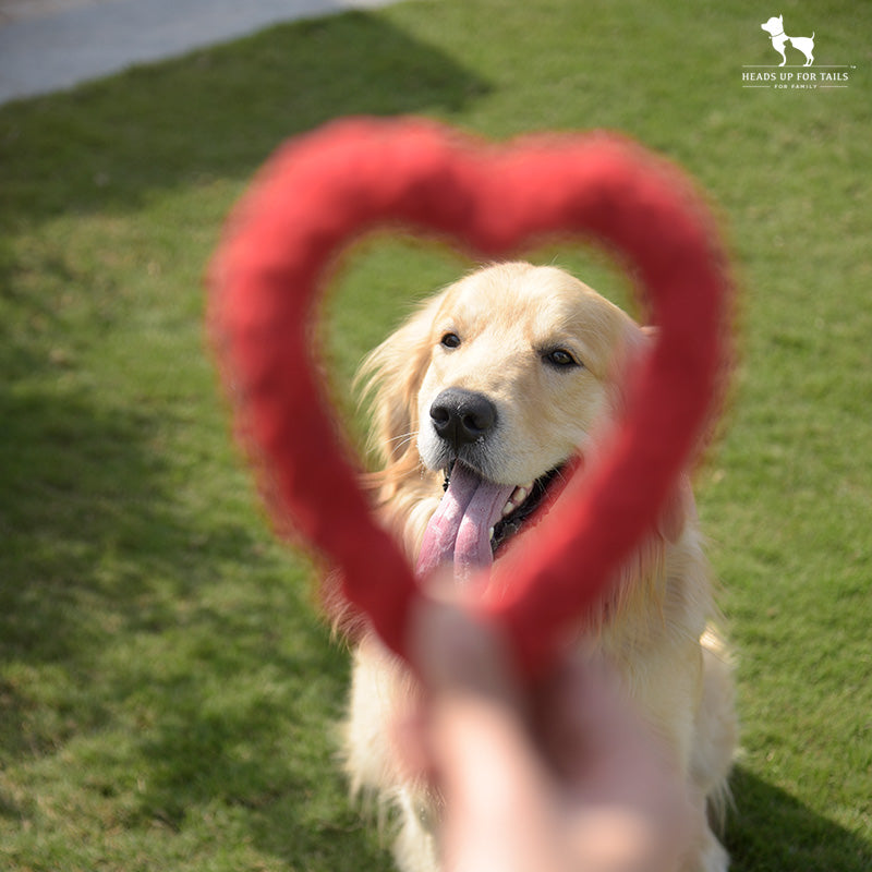 Valentine gifts for dog lovers