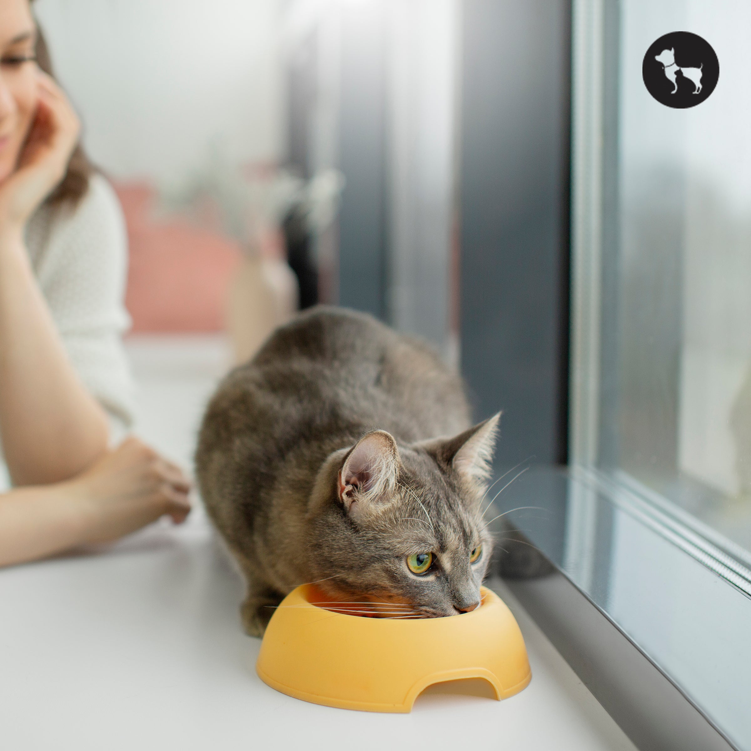 What Can Cats Eat? A Complete List of Safe & Unsafe Foods