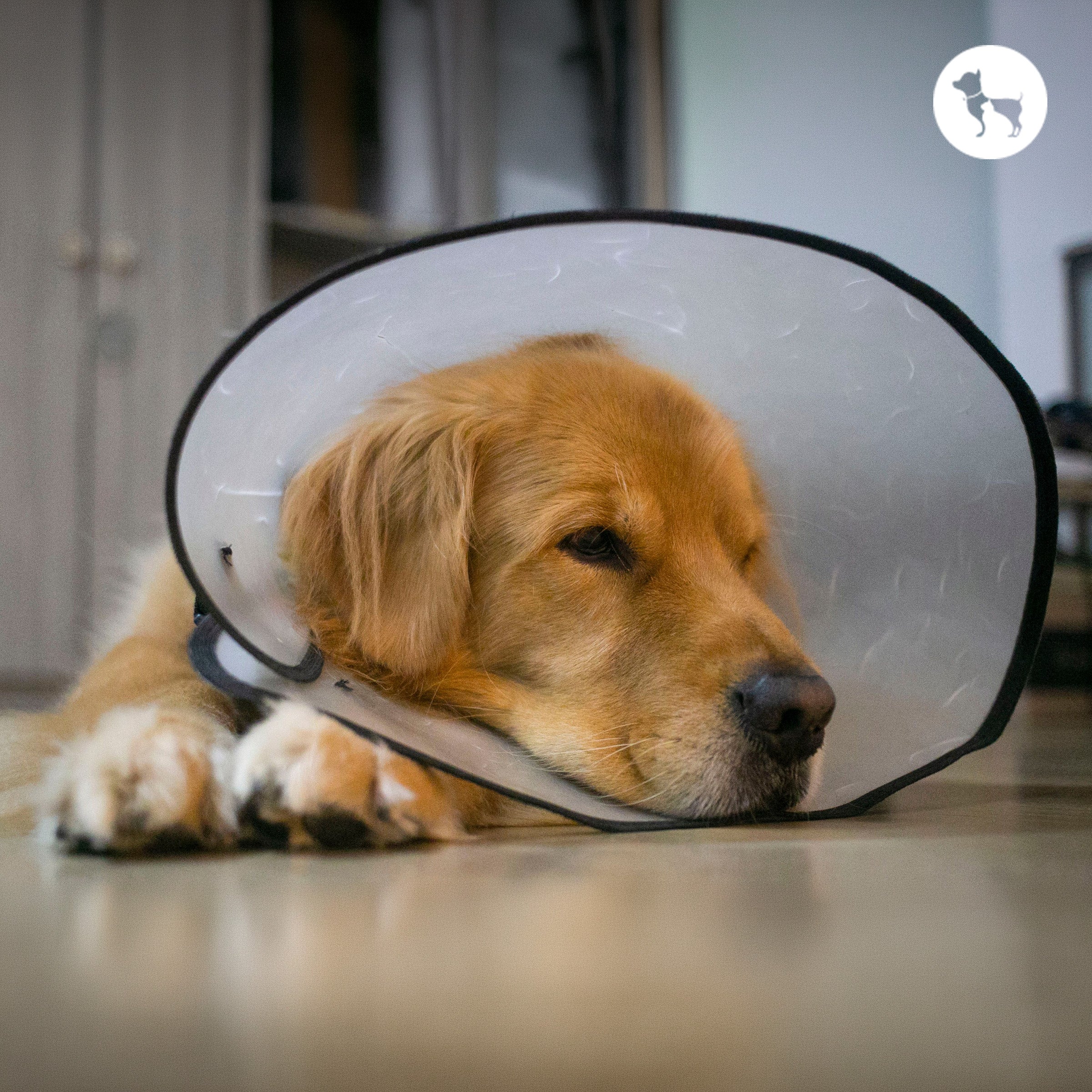 Pet Insurance in India: Is It Worth It