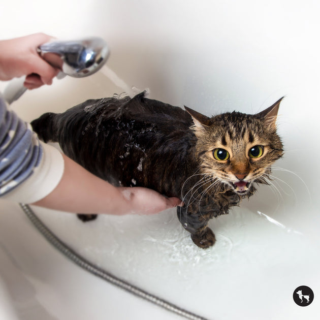 Picture of Why Cats Hate Water & How to Help Them Feel Comfortable
