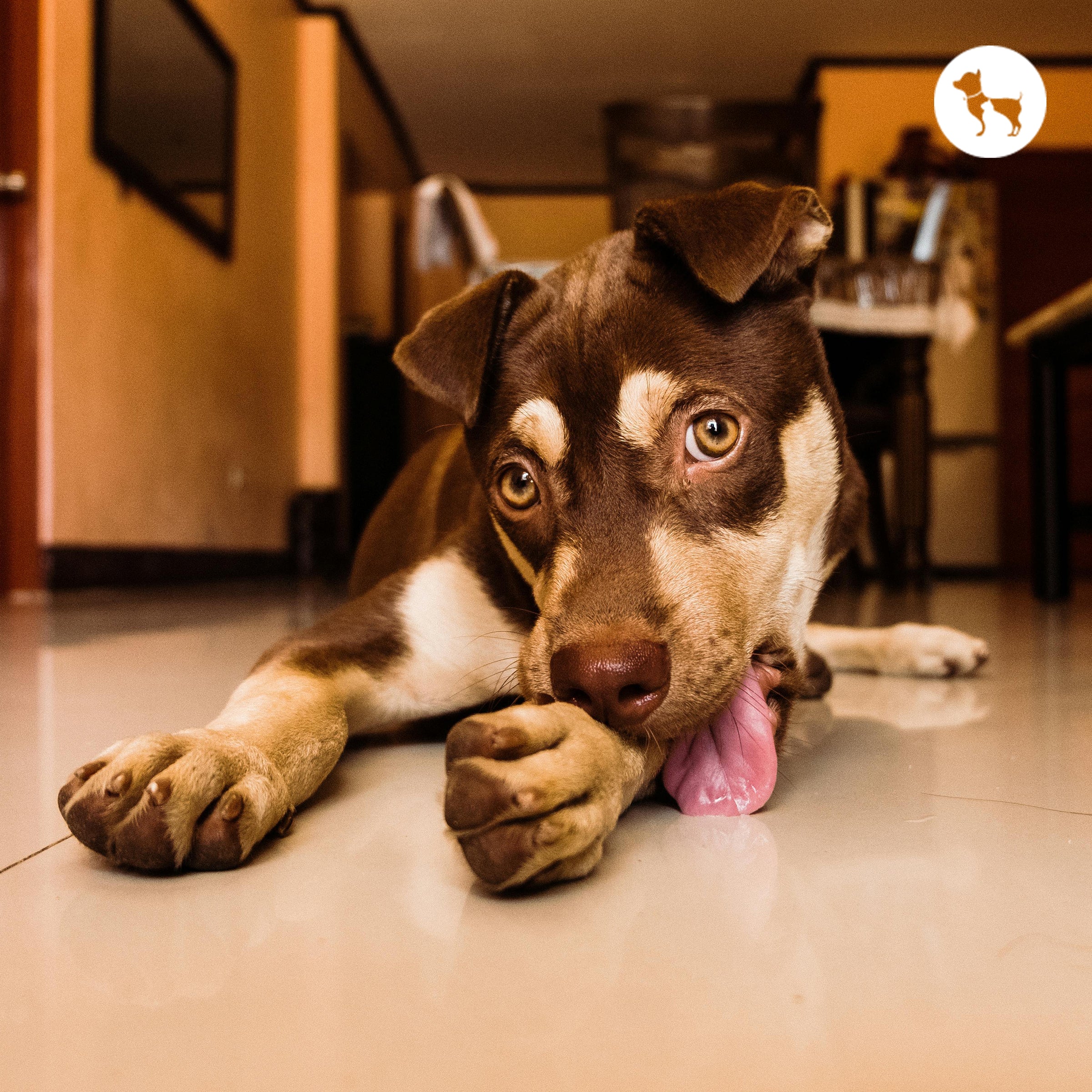 Why Do Dogs Lick Their Paws? 7 Reasons Every Pet Parent Should Know