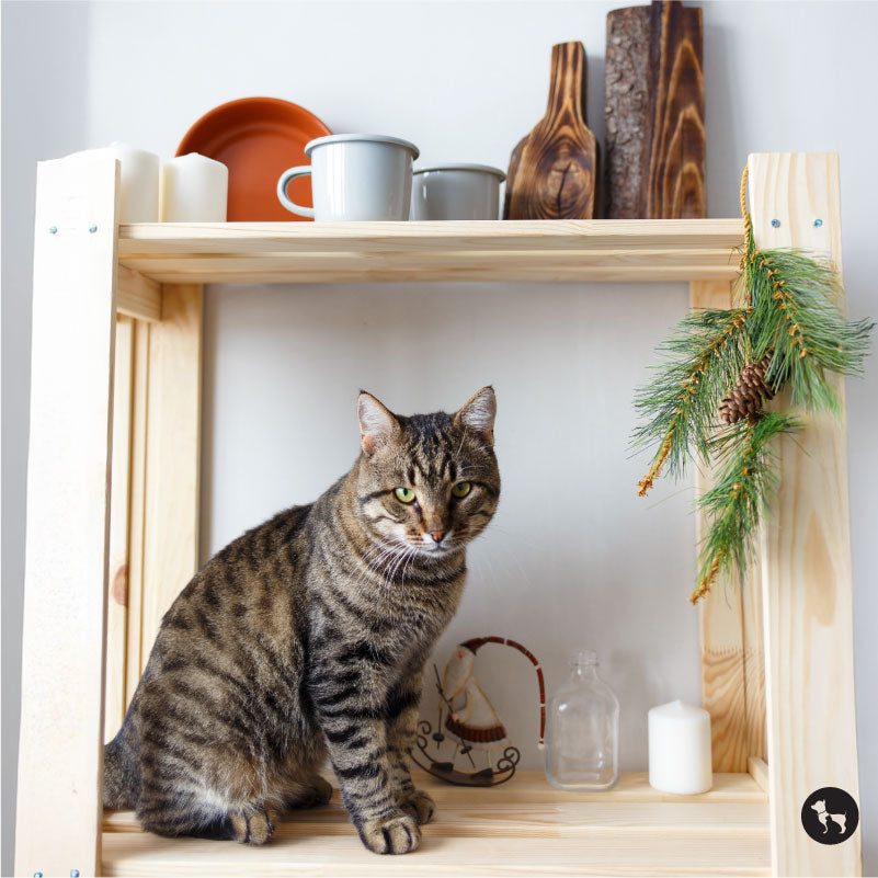 Why is My Cat Knocking Things Over? Understanding Feline Behaviour