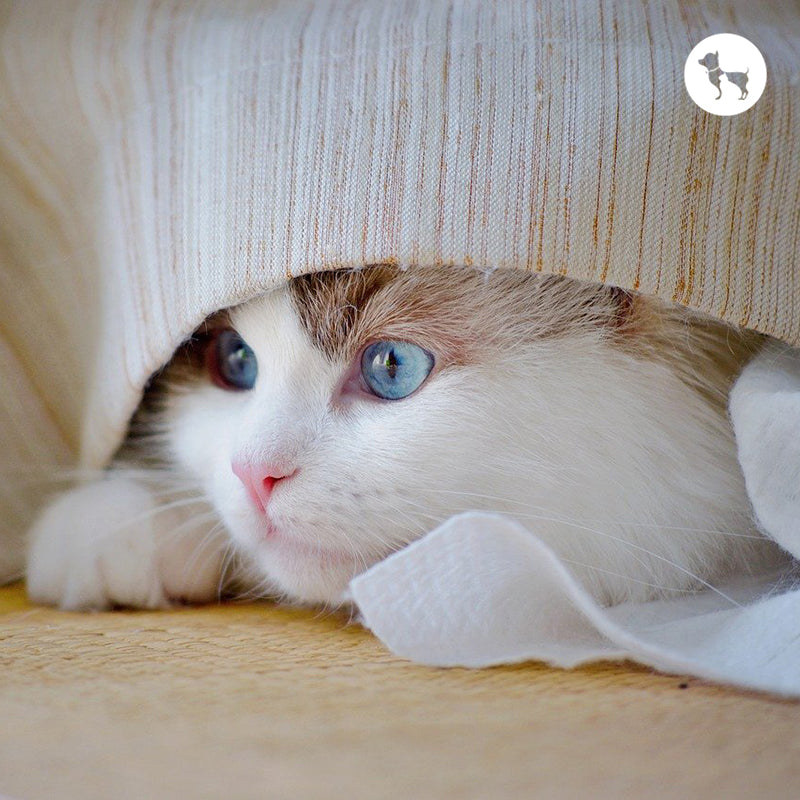 Why is My Cat Suddenly Hiding