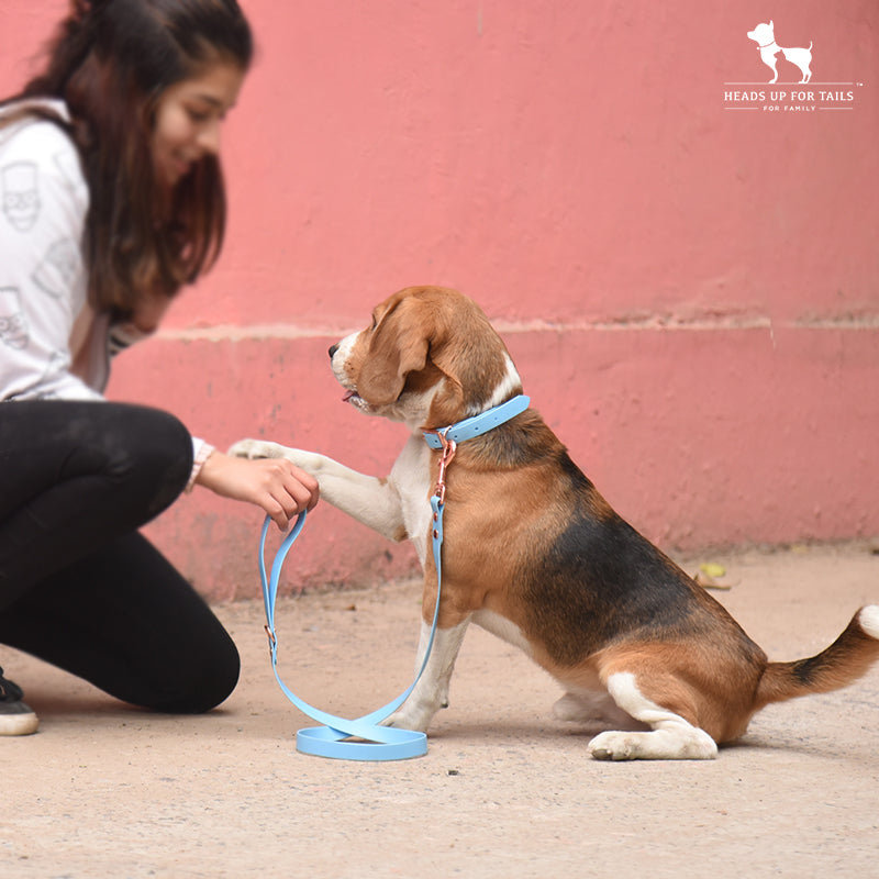 2 Easy Tips On How To Leash Train A Puppy