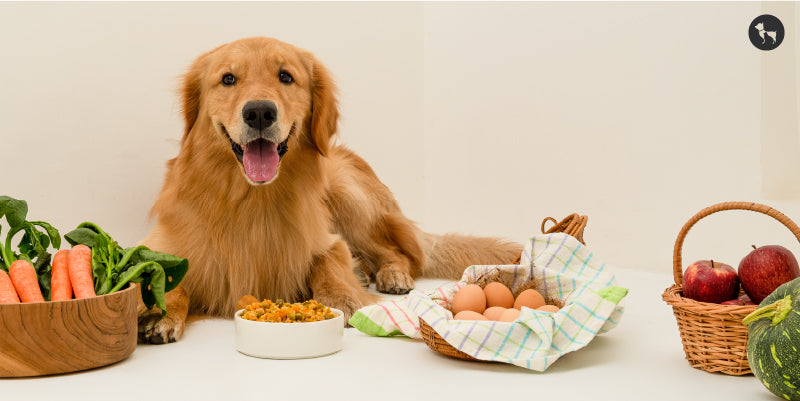 L-Glutamine For Dog Gut Health preview