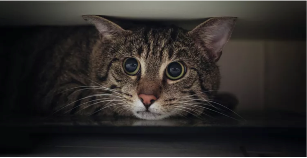 Stress in Cats: The Quiet Signs, and How to Help