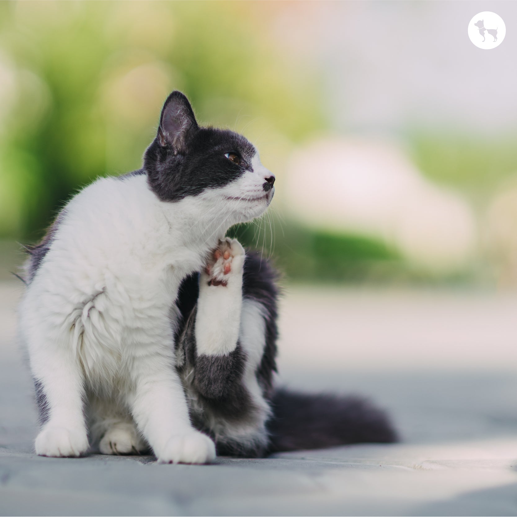 Treating and Preventing Fleas In Cats