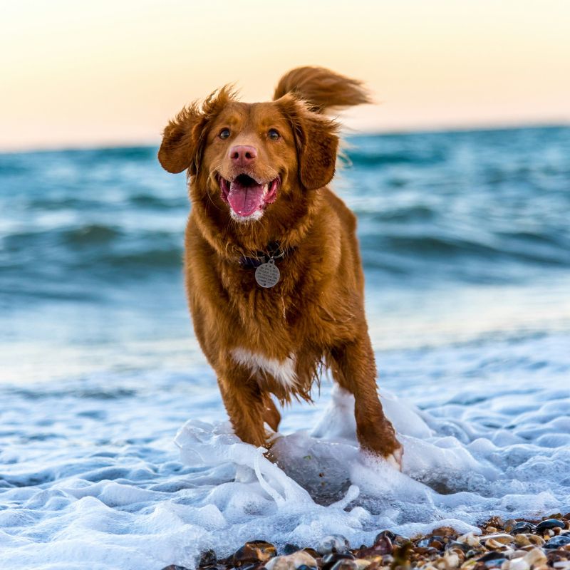 The Dog: Man’s Oldest and Most Loyal Friend
