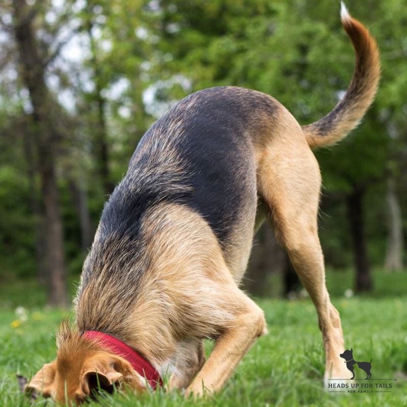 Why Do Dogs Bury Things?