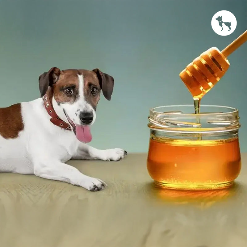 Can Dogs Have Honey? Benefits, Risks & Safe Quantity