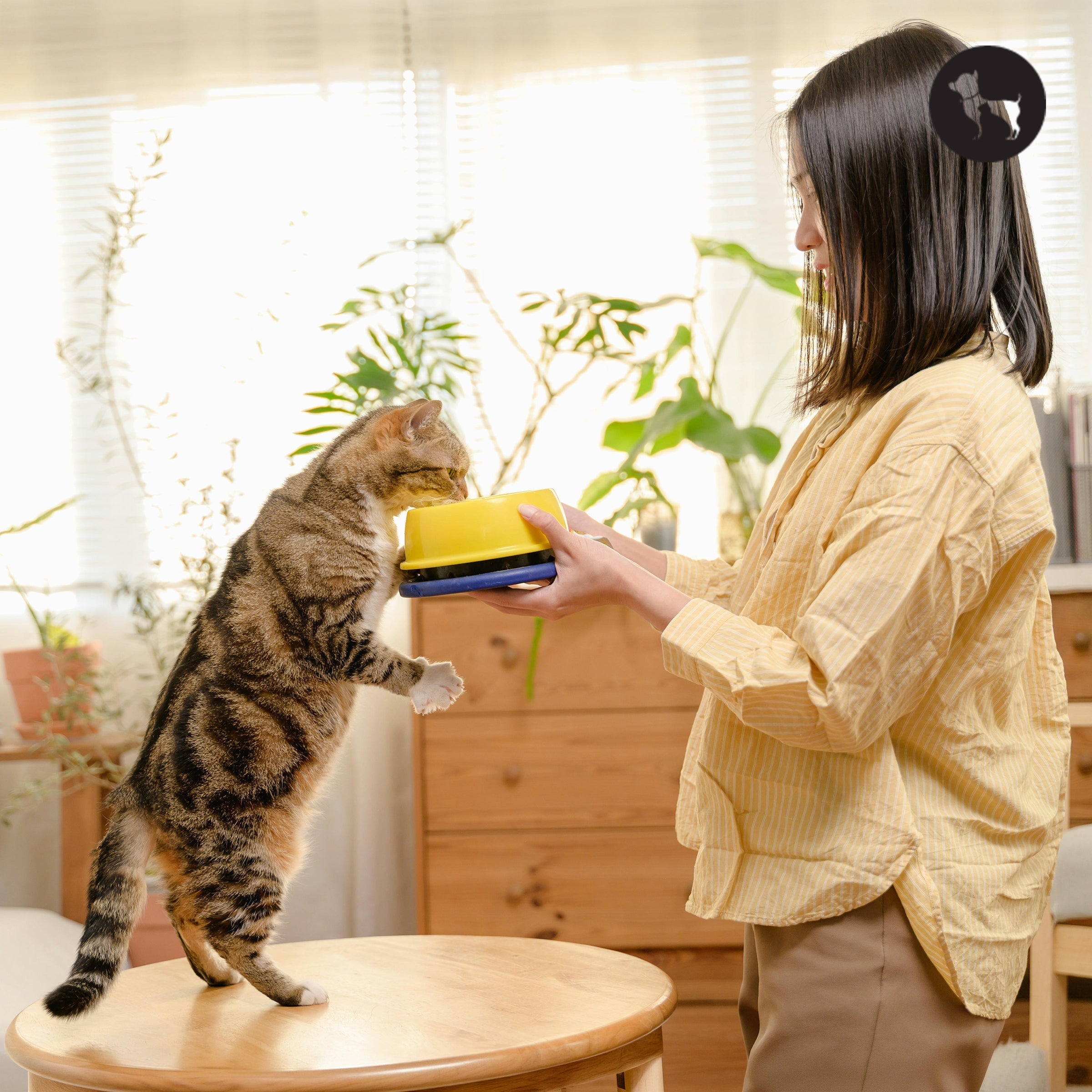 Best Affordable Cat Food in India Under ₹300