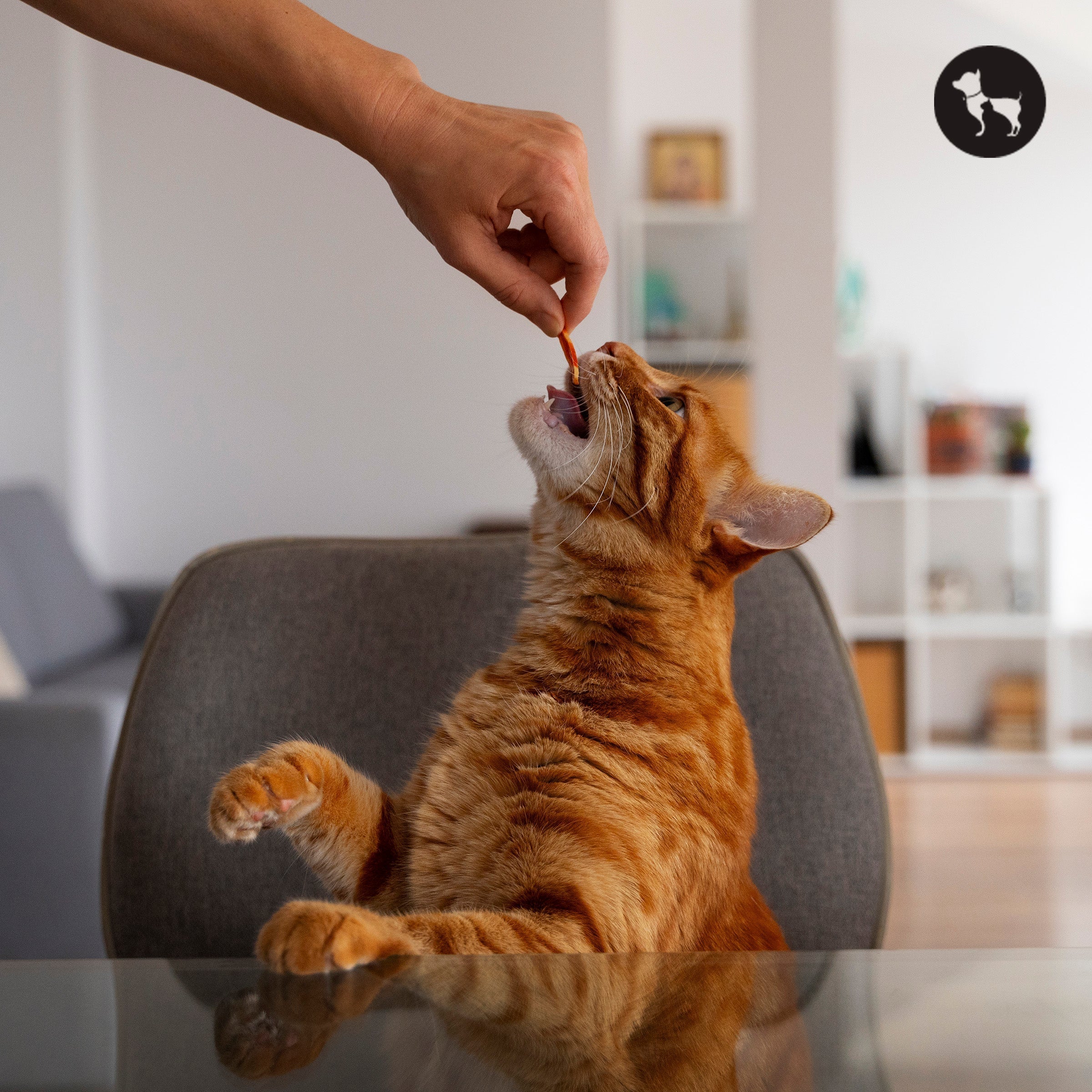 Best Cat Treats in India for Dental Health, Training & Bonding